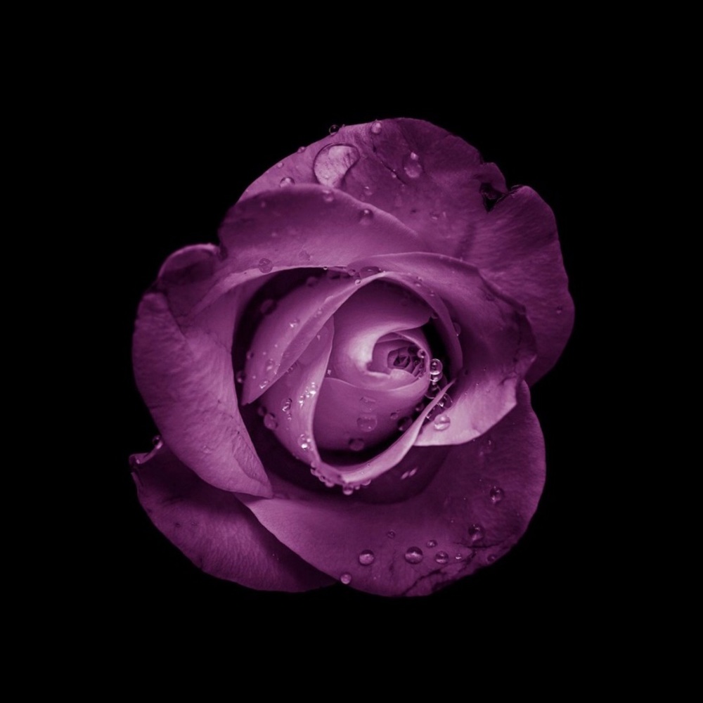 Meet your Posher, Chade